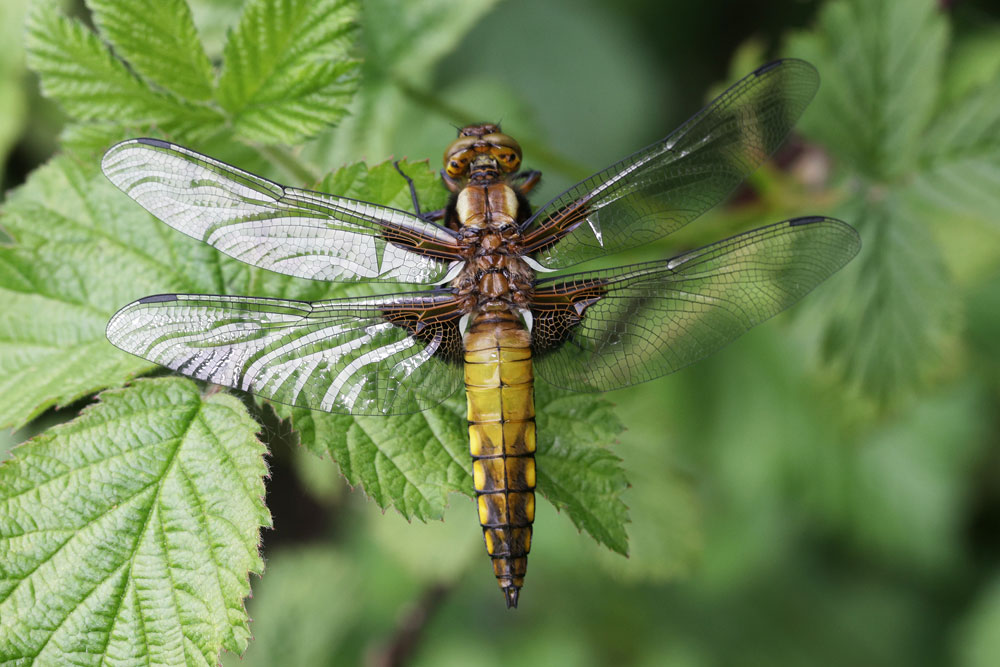 Libellula_depressa